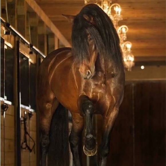 Meet your Posher, Victoria - Picture 6 of 13